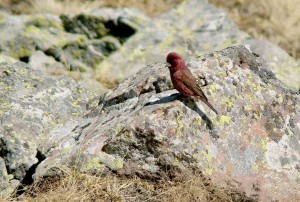caucasian-great-rosefinch-the-sound-approach