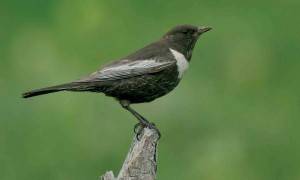 caucasian-ring-ouzel-the-sound-approach