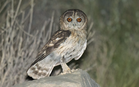 omani-owl-the-sound-approach