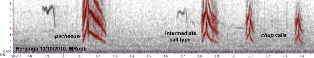 sonogram-blyths-pipit-portugal-the-sound-approach
